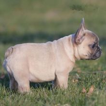 French Bulldog Puppies