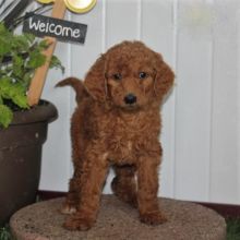 ***Goldendoodle Puppies*** 1 Boy & 1 Girl *** READY NOW