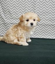 ***Maltipoo Puppies*** 1 Boy & 1 Girl *** READY NOW