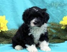 ***Portuguese Water Dogs*** 1 Boy & 1 Girl *** READY NOW