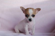 Chihuahua puppies for adoption
