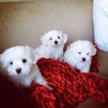 Maltese puppies, male and female for adoption