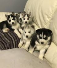 Siberian Husky Puppies ready to go to forever homes
