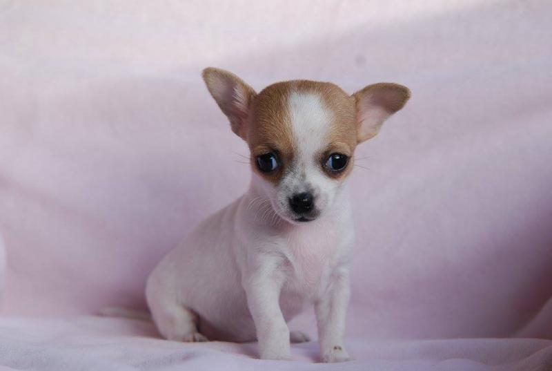 Chihuahua puppy ready for new home Image eClassifieds4u