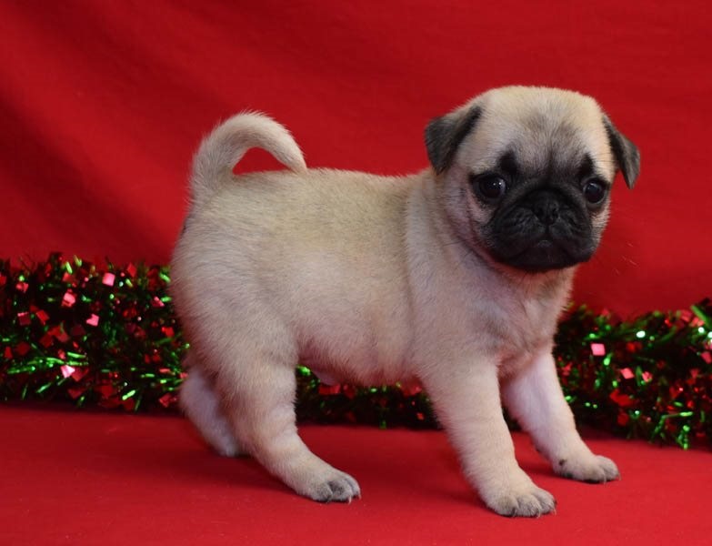 Cute and lovely Male and Female Pug puppies ready for adoption Image eClassifieds4u