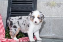 ***Australian Shepherd Puppies*** 1 Boy & 1 Girl *** READY NOW Image eClassifieds4U