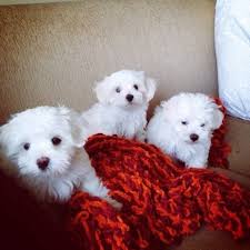 Maltese puppies, male and female for adoption Image eClassifieds4u
