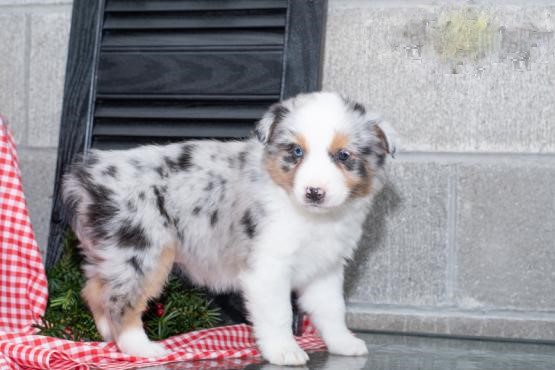 ***Australian Shepherd Puppies*** 1 Boy & 1 Girl *** READY NOW Image eClassifieds4u