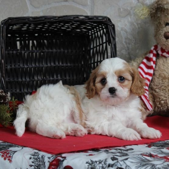 ***Cavachon Puppies*** 1 Boy & 1 Girl *** READY NOW Image eClassifieds4u