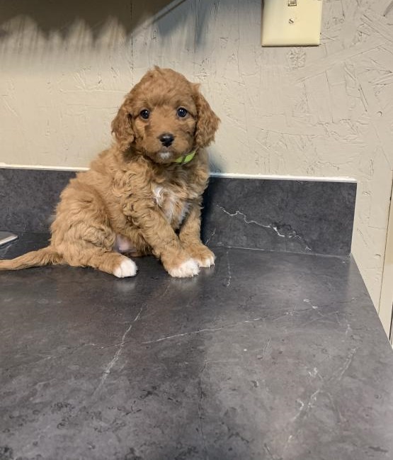 ***Coc.kapoo Puppies*** 1 Boy & 1 Girl *** READY NOW Image eClassifieds4u