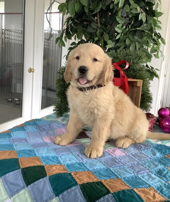 ***Golden Retriever Puppies*** 1 Boy & 1 Girl *** READY NOW Image eClassifieds4u