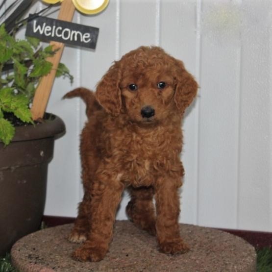 ***Goldendoodle Puppies*** 1 Boy & 1 Girl *** READY NOW Image eClassifieds4u