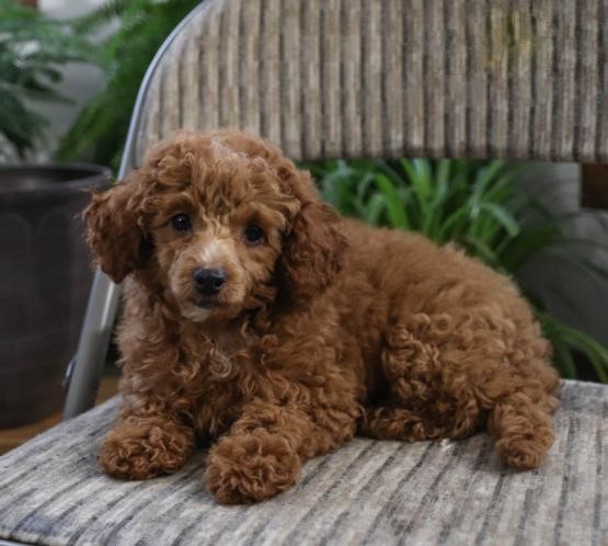 ***Toy Poodle Puppies*** 1 Boy & 1 Girl *** READY NOW Image eClassifieds4u