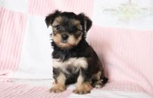 ***Morkie Puppies*** 1 Boy & 1 Girl *** READY NOW