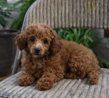 ***Toy Poodle Puppies*** 1 Boy & 1 Girl *** READY NOW