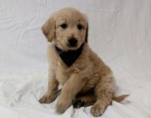 ADORABLE F1B GOLDENDOODLE PUPPIES! READY FOR FUR EVER HOMES