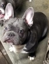 AKC Blue Male and female French Bulldog