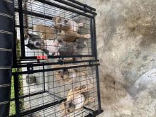 Ukc XL American bully pups
