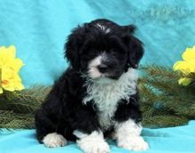 ***Portuguese Water Dogs*** 1 Boy & 1 Girl *** READY NOW Image eClassifieds4U