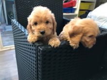 apoo puppies!!! Image eClassifieds4U