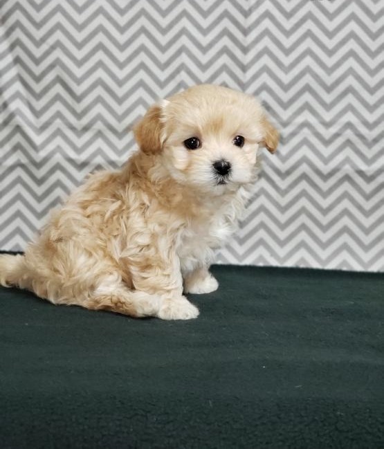 ***Maltipoo Puppies*** 1 Boy & 1 Girl *** READY NOW Image eClassifieds4u