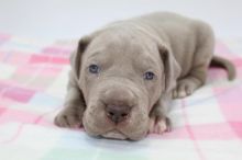 CUTE Great Dane puppies FOR ADOPTION