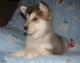 cute Alaskan malamute puppy