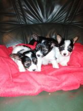 Papillon puppies, male and female for adoption