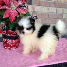 Pomeranian puppies ready for their new homes