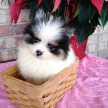 Pomeranian puppies ready for their new homes