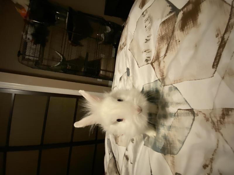 Lionhead baby bunnies Image eClassifieds4u