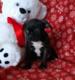 lovely Pug Puppies for adoption Image eClassifieds4u