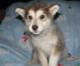 cute Alaskan malamute puppy Image eClassifieds4U
