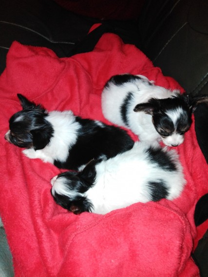 Papillon puppies, male and female for adoption Image eClassifieds4u