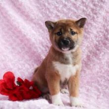 Adorable Border Collie Puppies For You