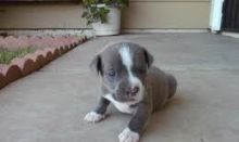 Pitbull puppies ready for new homes