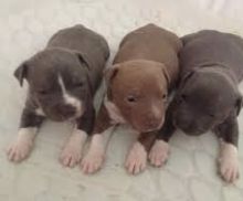 Pitbull puppies ready for their new homes