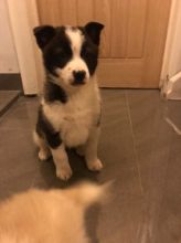 Pomsky puppies for a new home
