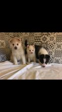 Pomsky puppies for a new home