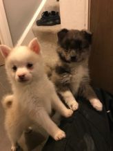 Pomsky puppies for a new home