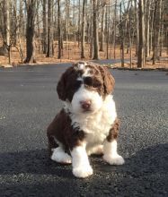 Spanish Water Dog 