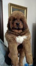 Tibetan Mastiff 