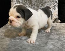 English Bulldog