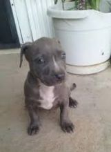 Pitbull puppies ready for new homes Image eClassifieds4u 2