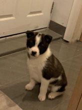 Pomsky puppies for a new home Image eClassifieds4U