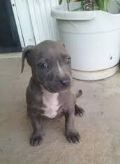 Pitbull puppies ready for new homes Image eClassifieds4u