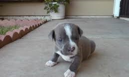 Pitbull puppies ready for new homes Image eClassifieds4u