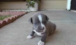 Pitbull puppies ready for their new homes Image eClassifieds4u