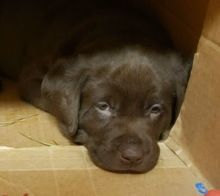 CKC Chocolate Lab Puppies