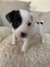 Jack Russell Terrier 